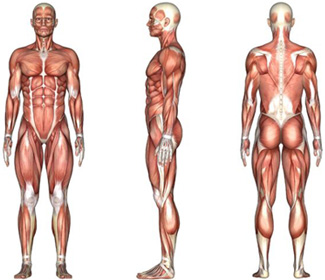 Muscle anatomy muscle anatomy for massage therapy